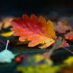 Decorating across the seasons, not just December